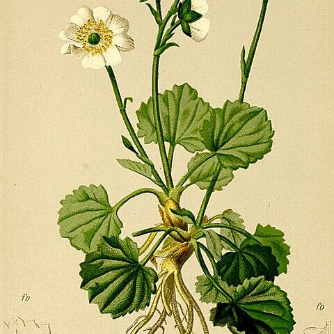 Ranunculus crenatus unspecified picture