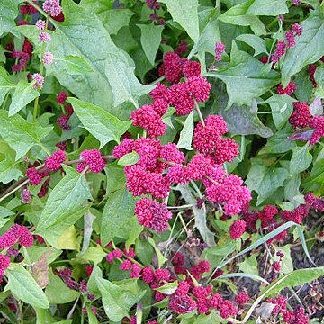 Chenopodium capitatum unspecified picture