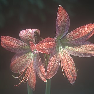 Hippeastrum pardinum unspecified picture