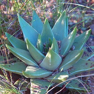 Tulista marginata unspecified picture