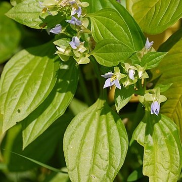 Exacum pedunculatum unspecified picture