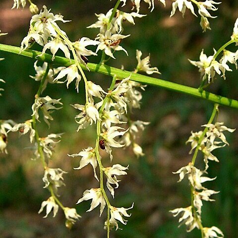 Stenanthium unspecified picture