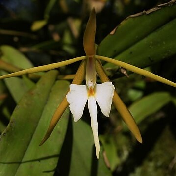 Epidendrum unspecified picture