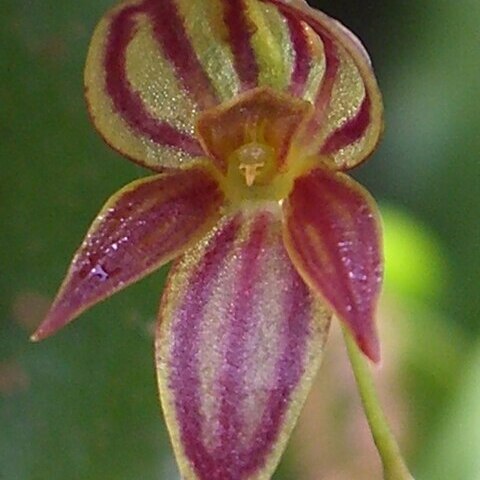 Pleurothallis lamellaris unspecified picture