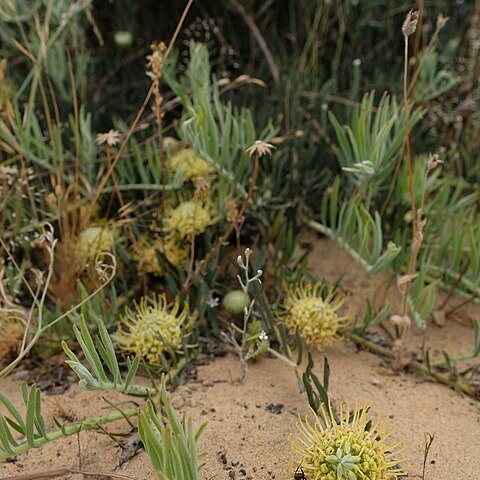 Leucospermum arenarium unspecified picture