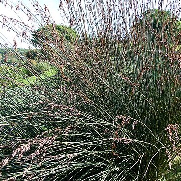 Thamnochortus spicigerus unspecified picture