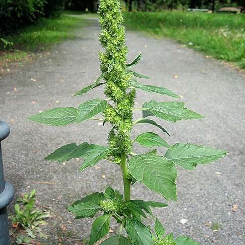 Amaranthaceae unspecified picture