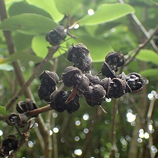 Pittosporum umbellatum unspecified picture