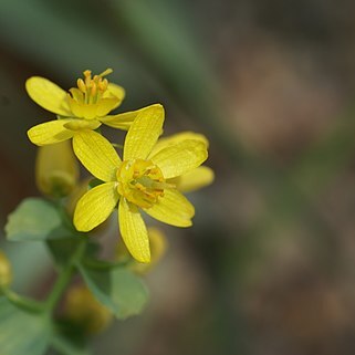 Gymnospermium altaicum unspecified picture