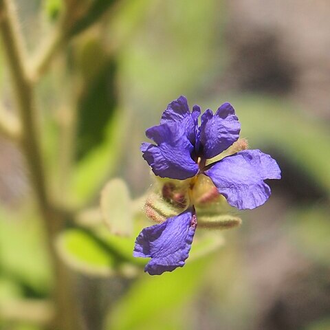 Dampiera ferruginea unspecified picture