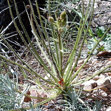 Drosophyllaceae unspecified picture