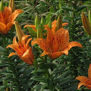 Lilium maculatum unspecified picture