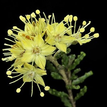 Phebalium glandulosum subsp. macrocalyx unspecified picture