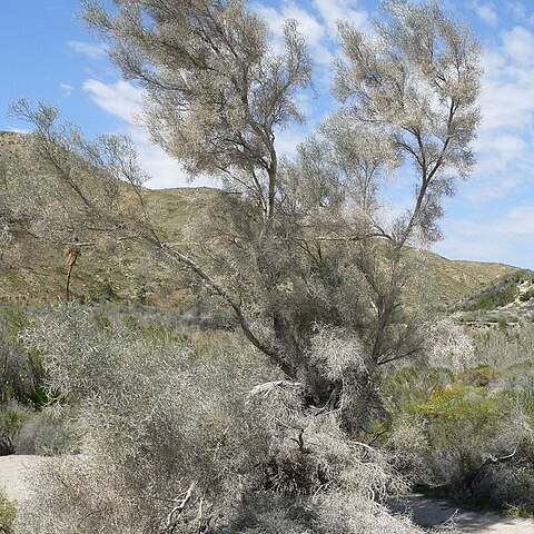 Psorothamnus spinosus unspecified picture