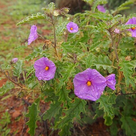 Solanum petrophilum unspecified picture