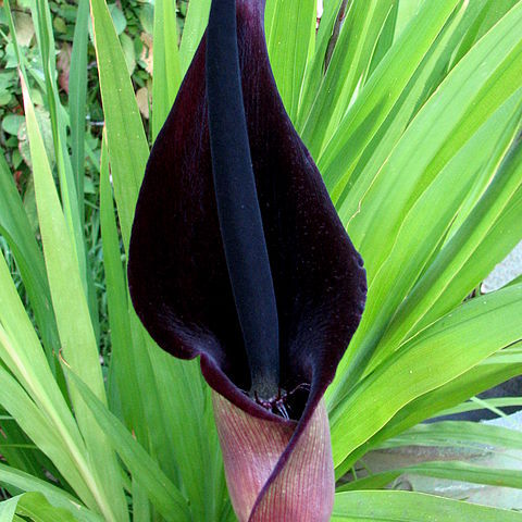 Arum unspecified picture