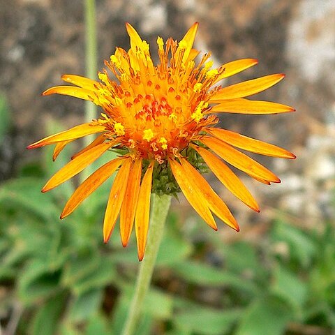 Haplopappus foliosus unspecified picture