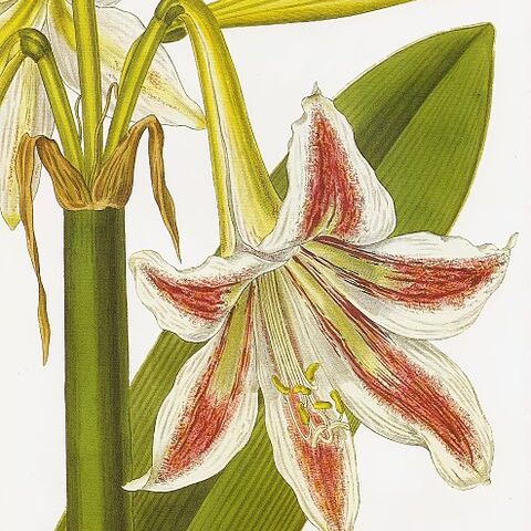 Hippeastrum vittatum unspecified picture