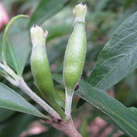 Atractocarpus chartaceus unspecified picture