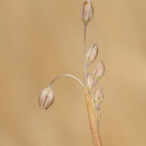 Allium kollmannianum unspecified picture