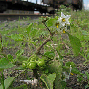 Solanum physalifolium unspecified picture