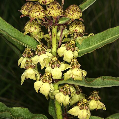 Pachycarpus asperifolius unspecified picture