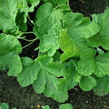 Pelargonium lobatum (burm.f.) l'hér. unspecified picture