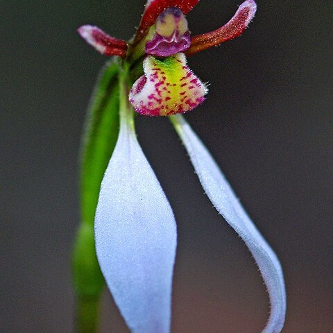 Eriochilus cucullatus unspecified picture