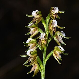 Prasophyllum parvifolium unspecified picture