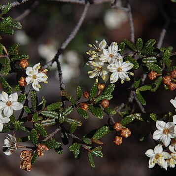 Phebalium megaphyllum unspecified picture