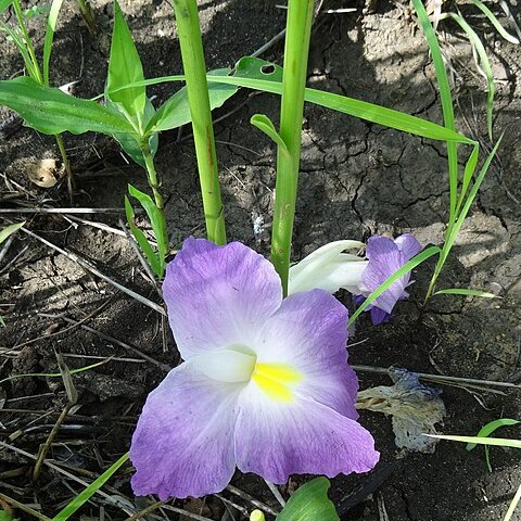 Siphonochilus aethiopicus unspecified picture