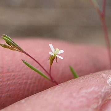 Gayophytum ramosissimum unspecified picture