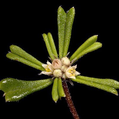 Stenanthemum emarginatum unspecified picture