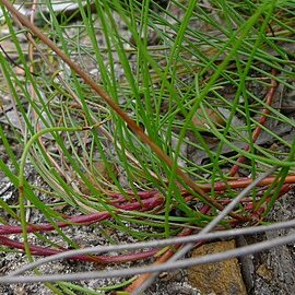 Conospermum tenuifolium unspecified picture