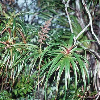 Dracophyllum latifolium unspecified picture