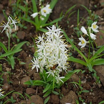 Chlorophytum borivilianum unspecified picture