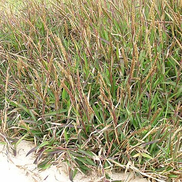 Ischaemum triticeum unspecified picture