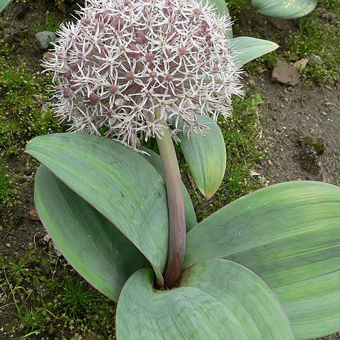 Allium karataviense unspecified picture