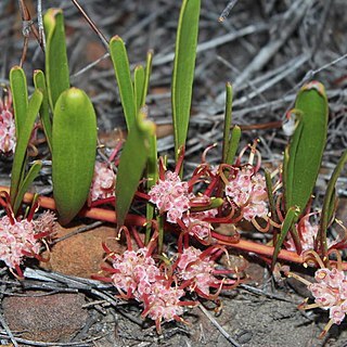 Leucospermum harpagonatum unspecified picture