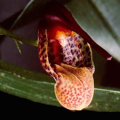 Scaphosepalum anchoriferum unspecified picture