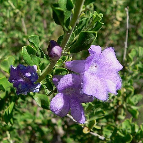 Leucophyllum laevigatum unspecified picture