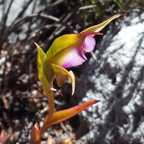 Disperis capensis var. brevicaudata unspecified picture