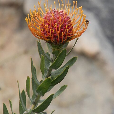 Leucospermum vestitum unspecified picture