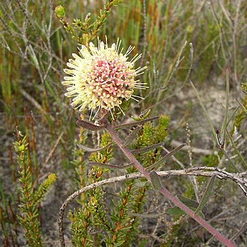 Leucospermum pedunculatum unspecified picture