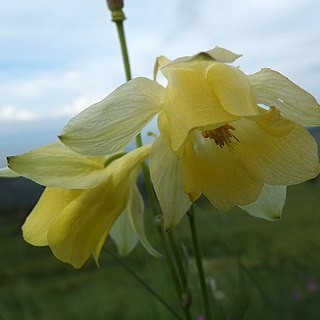 Aquilegia aurea unspecified picture