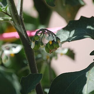 Solanum retroflexum unspecified picture