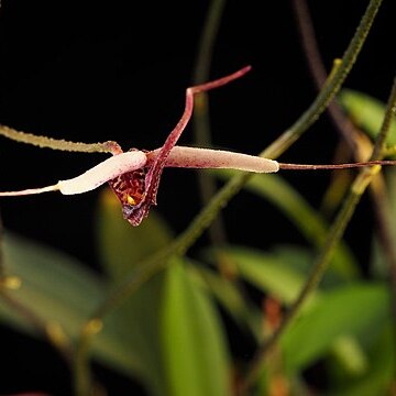 Scaphosepalum gibberosum unspecified picture