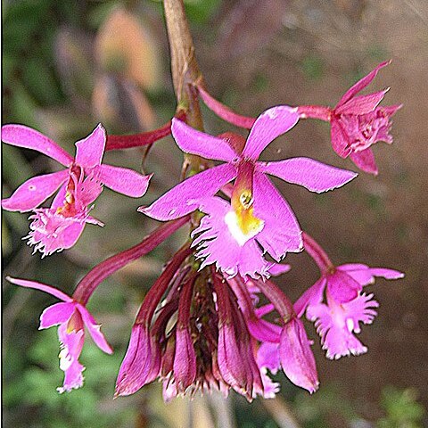 Epidendrum baumannianum unspecified picture