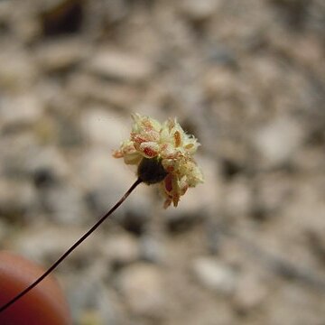 Eriogonum maculatum unspecified picture