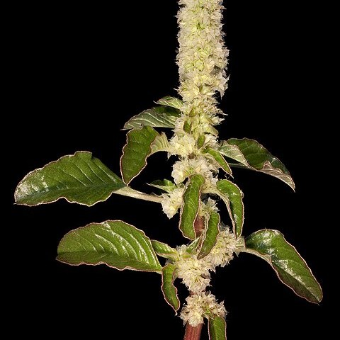 Amaranthus pallidiflorus unspecified picture